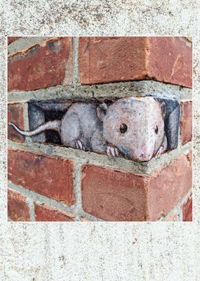 Дорога до плит. Полівидання